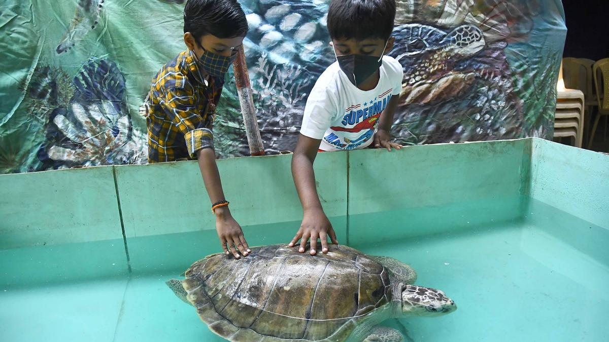 Turtle Conservation and Rehabilitation Centre planned in Chennai The